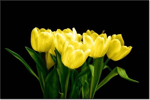 100 70CM OBRAZ PŁÓTNO ŻÓŁTE TULIPANY- MARK FREETH PŁÓTNO RAMA na Arena.pl