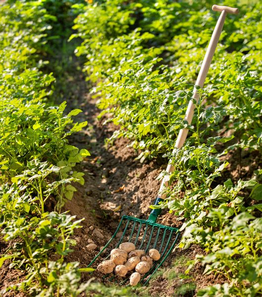 WIDŁY Z TRZONKIEM DO ZIEMNIAKÓW BURAKÓW 10-ZĘBNE zdjęcie 7