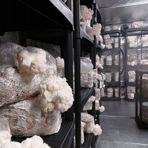 Polska Soplówka jeżowata Ollywell Lion's Mane Krople Moc Ekstrakt Adaptogen na Arena.pl