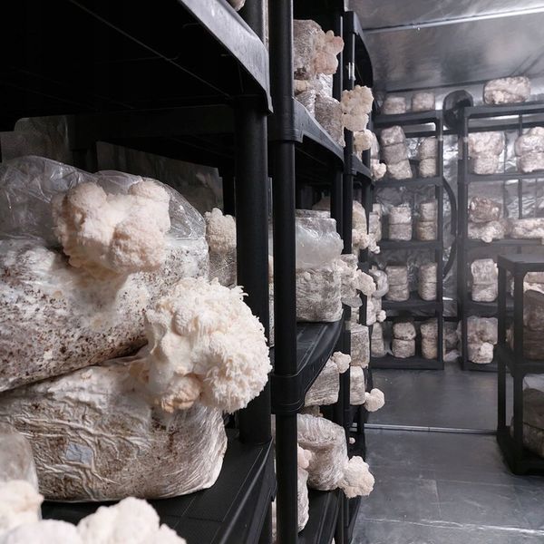 Polska Soplówka jeżowata Ollywell Lion's Mane Krople Moc Ekstrakt Adaptogen zdjęcie 9