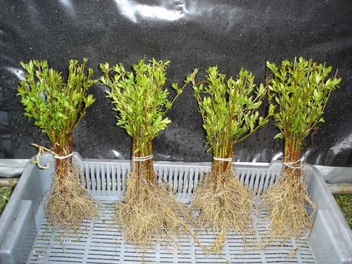 Ligustr pospolity - Liguster - Żywopłot -- 20-50cm --- 100szt. na Arena.pl