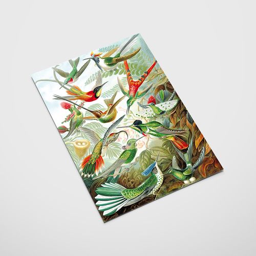 Plakat rajskie ptaki kompozycja 21x29,7 cm A4 na Arena.pl