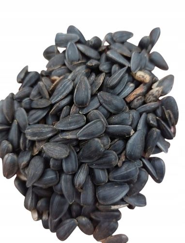 Słonecznik czarny karma dla papug i ptaków dzikich karmnik 10kg GRATIS 5KUL na Arena.pl