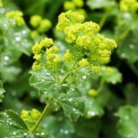 Przywrotnik Miękki Ostroklapowy (Alchemilla mollis) Zadarniający Poj. 2.0L