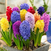 Hiacynt Mix 10 szt cebulki hiacynty Cebule hiacyntów