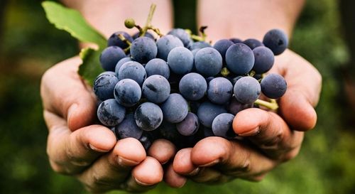 Nawóz Mikoryza do Drzew i Krzewów Owocowych 500ml na Arena.pl