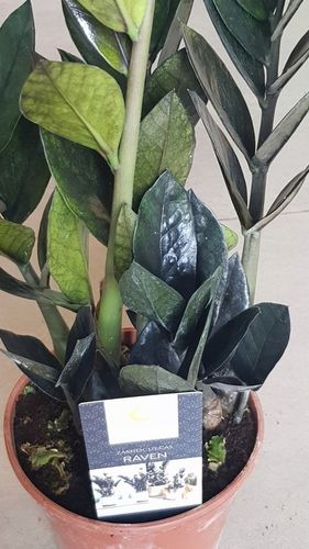 Zamiokulkas RAVEN ZAMIA na Arena.pl