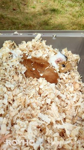 Bezpyłowe trociny ProBioBED Plus dla gryzoni jeży kur koni królika - 250 l na Arena.pl