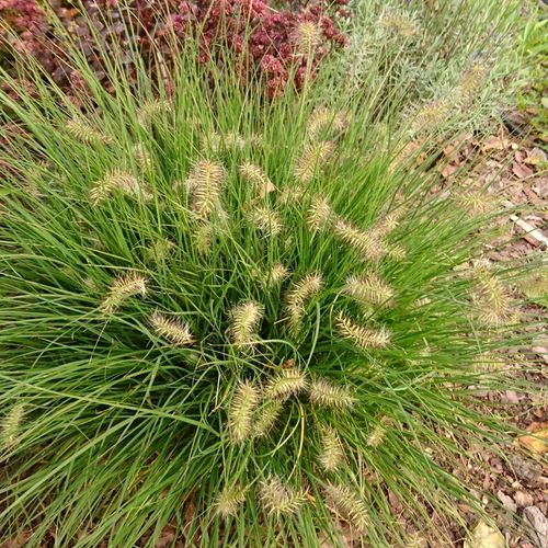 Rozplenica japońska LITTLE BUNNY Na rabaty Niewysoka trawa Piórkówka na Arena.pl