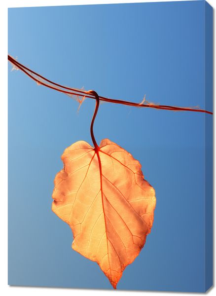 Obraz 70x100cm Ostatni Liść zdjęcie 1