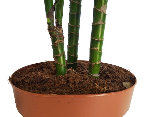 DRACENA JANET CRAIG 110cm na Arena.pl