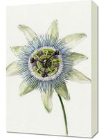 Obraz 40x60cm Passion Flower, Jean Bernard Vintage do Salonu
