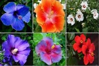 HIBISKUS Pakiet 6 sadzonek - sadzonki 20 / 30 cm