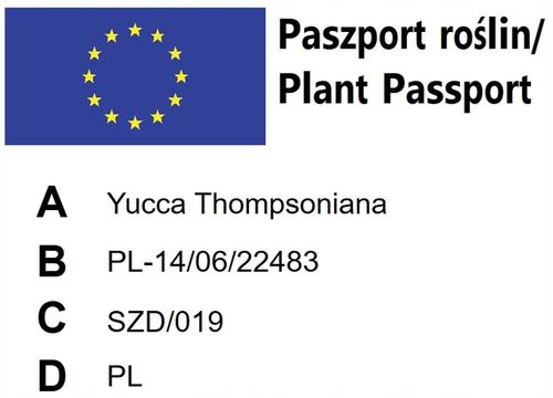 Yucca Thompsoniana Juka mrozoodporna 20-30cm na Arena.pl