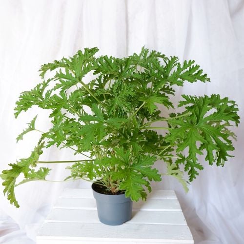 GERANIUM ANGINKA Pelargonium graveolens gęsta XL don.Ø13cm na Arena.pl