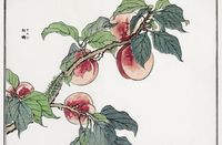 Plakat 86,4x56,8cm Gąsienica na Drzewie Morimoto Toko Japoński Vintage do S