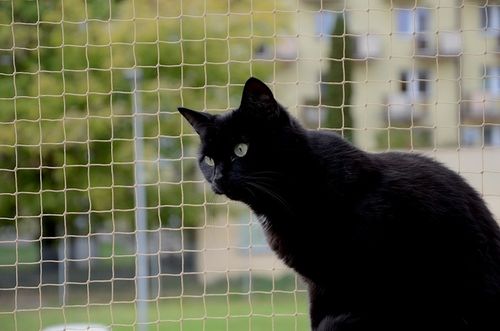 ZESTAW SIATKA NA BALKON DLA KOTA 4x3 BEZ WIERCENIA MARKA BEZPIECZNE KOTY na Arena.pl