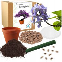 ZESTAW DO SADZENIA BONSAI PAULOWNIA CESARSKA DRZEWKO DO SAMODZIELNEJ UPRAWY