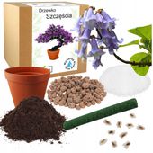 ZESTAW DO SADZENIA BONSAI PAULOWNIA CESARSKA DRZEWKO DO SAMODZIELNEJ UPRAWY