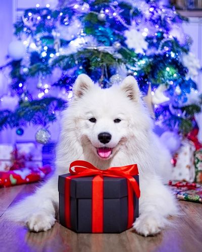 GOTOWE PUDEŁKO NIESPODZIANKA EXPLODING BOX + ZDJĘCIA na Arena.pl