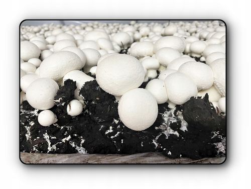 3 Faza Grzybnia Pieczarki Zestaw XL + gratis 6w1 na Arena.pl