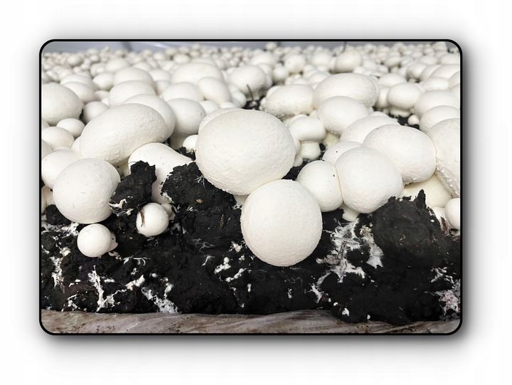 3 Faza Grzybnia Pieczarki Zestaw XL + gratis 6w1 zdjęcie 10