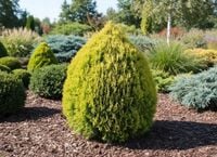 THUJA TUJA AUREA NANA ZŁOCISTA IKONA OGRODOWEJ ELEGANCJI