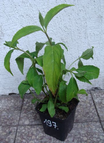 HORTENSJA PIŁKOWANA Blue Deckle - sadzonki w don. na Arena.pl