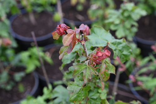 Klon polny - Acer campestre na Arena.pl