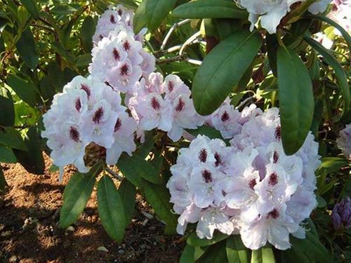 Różanecznik Calsap C3 E na Arena.pl