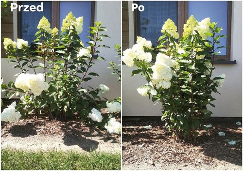 OBEJMA DO ROŚLIN FI 6 ZIELONA 50 SZT. na Arena.pl