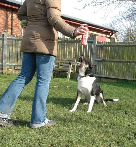 Pet Corrector 200ml na Arena.pl