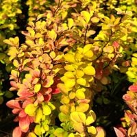 Berberys Thunberga 'Red Gold' (Berberis thunbergii) Poj. 1.0L