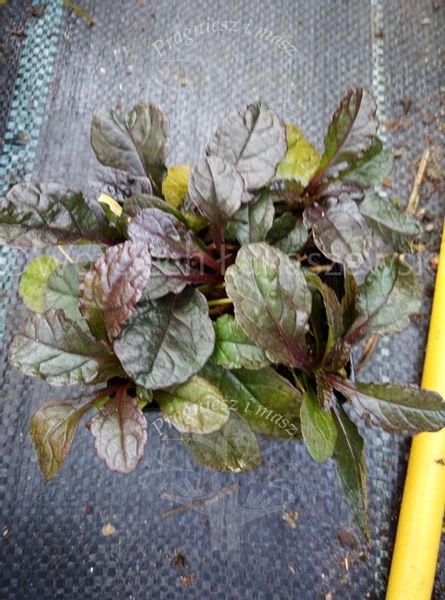 Dąbrówka rozłogowa rabata bylina sadzonka zdjęcie 3