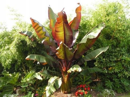 Bananowiec ensete Abisyński Maurelli C1.5 na Arena.pl