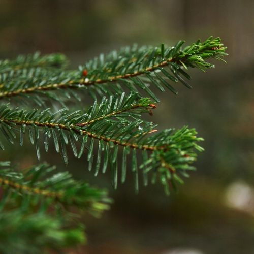 BIOPALIWO DO BIOKOMINKA AROMAT LEŚNY ATEST PZH 5L bez dymu i sadzy na Arena.pl