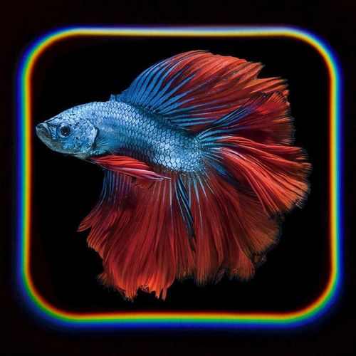 Tobar Latarka projektor Ocean na Arena.pl
