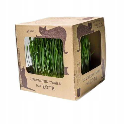Ekologiczna trawa dla kotów koci przysmak trawka wyrośnięta świeża trawka na Arena.pl