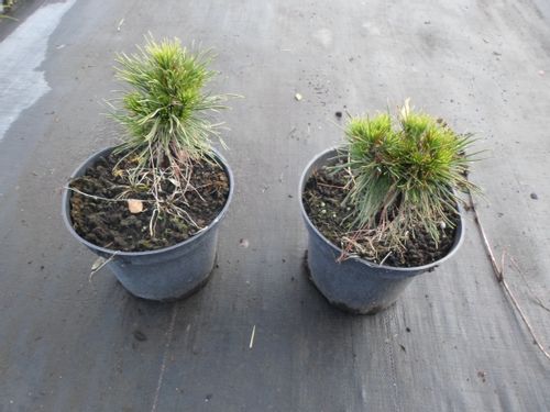 Sosna górska VARELLA C2 na Arena.pl