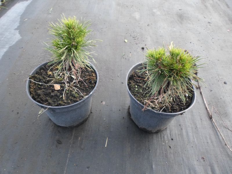 Sosna górska VARELLA C2 zdjęcie 5