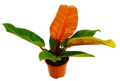 FILODENDRON Orange 45cm na Arena.pl