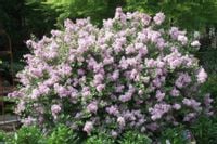 LILAK MEYERA PALIBIN MINIATUROWY - sadzonki w don.