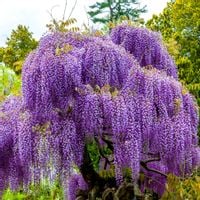 Glicynia chińska WISTERIA Fioletowe grona kwiatów Sadzonki w doniczkach P9