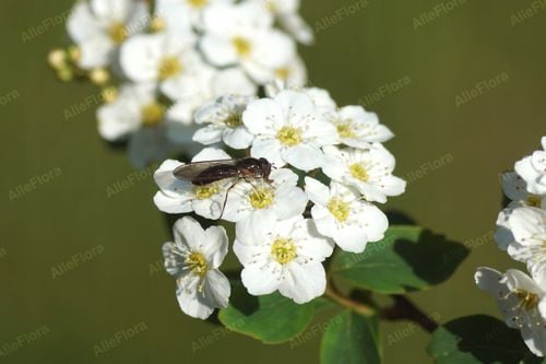 Tawuła nippońska 'Snowmound' Śnieżnobiała (Spiraea nipponica) Doniczka 2.0L na Arena.pl