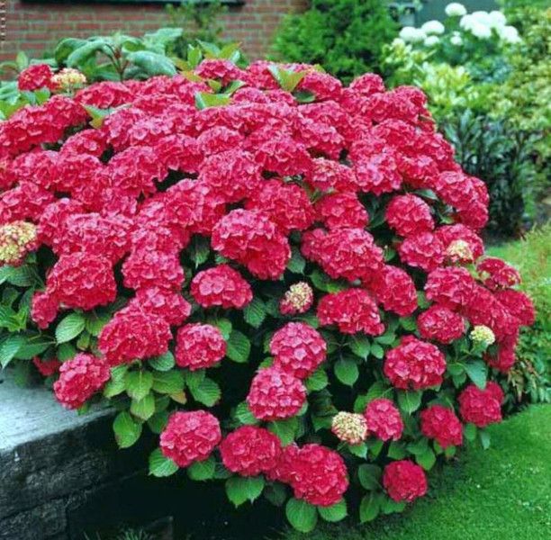 HORTENSJA RED BARON - sadzonki w doniczkach zdjęcie 1