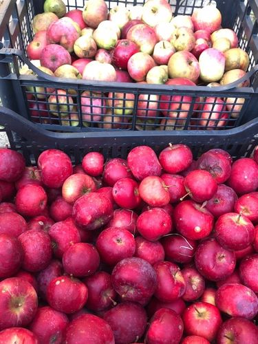 OCET JABŁKOWY NIEPASTERYZOWANY EKOLOGICZNY DOMOWY MATKA OCTOWA 500ml na Arena.pl