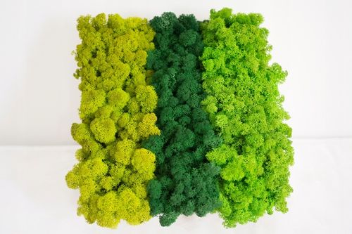 MECH + ODŻYWKA Chrobotek 500 0.5kg CZYSTY 3 KOLORY BOX + ODŻYWKA na Arena.pl