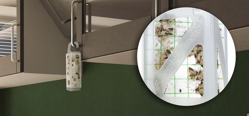 10X SILNY WABIĄCY LEP NA MOLE SPOŻYWCZE MKLIKI MĄCZNE FEROMONOWA na Arena.pl