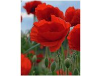 40X50CM MAKI DUNCAN OBRAZ