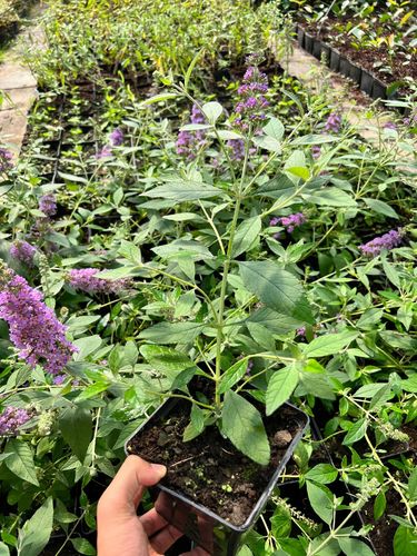 Budleja Dawida 'Lavender Cupcake' (Buddleja davidii) Doniczka 2.0L na Arena.pl